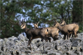 <p>KAMZÍK HORSKÝ (Rupicapra rupicapra) Lužické hory, Studenec ---- /Chamois - Gämse/</p>